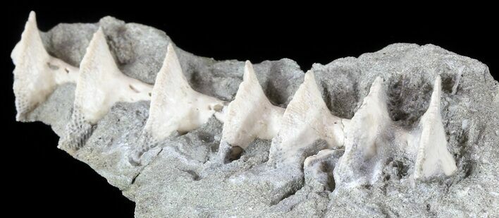Archimedes Screw Bryozoan Fossil - Illinois #53347